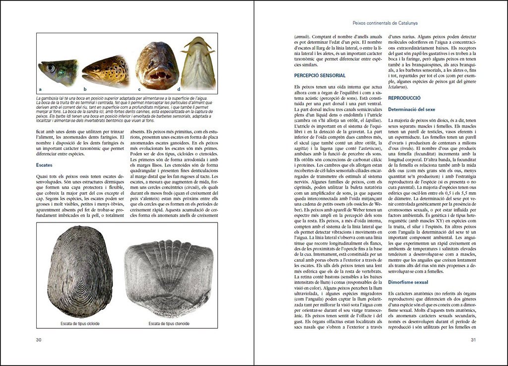 peixos continentals de catalunya. ecologia, conservaci i guia d'identificaci