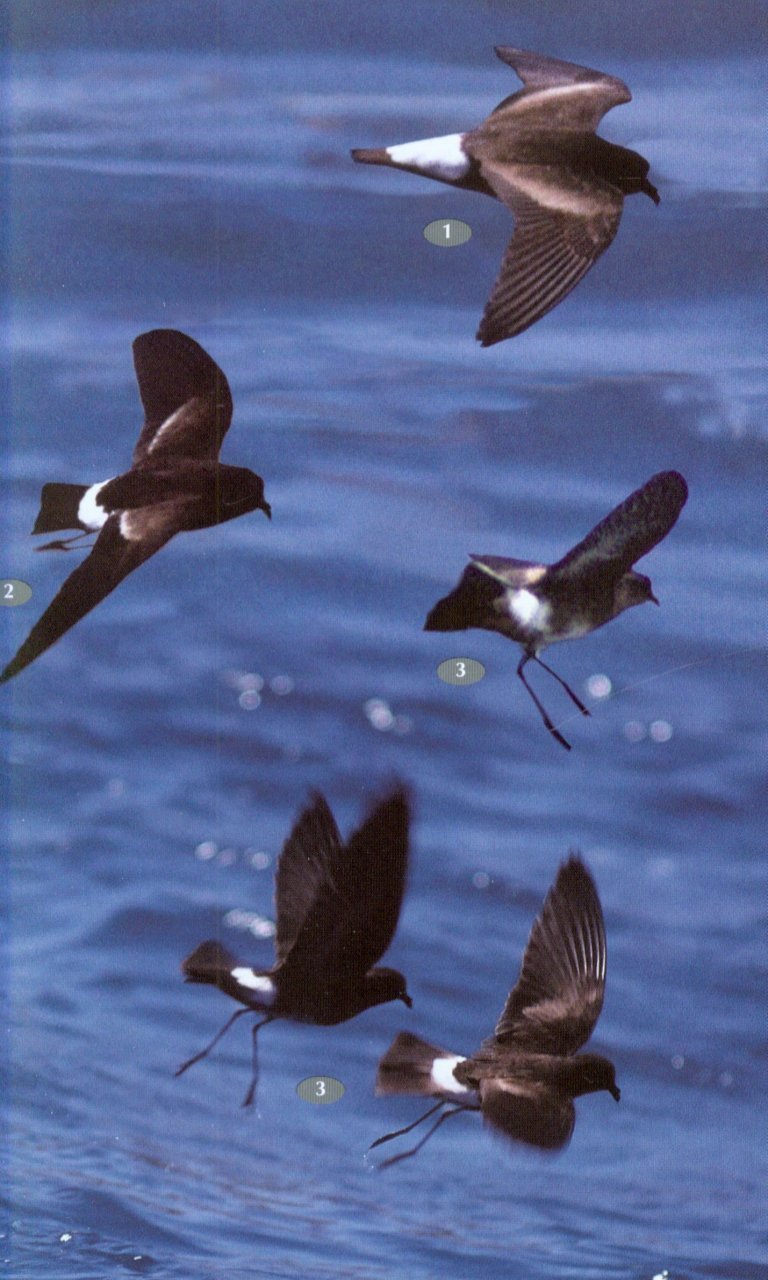 birds, mammals and reptiles of the galpagos islands