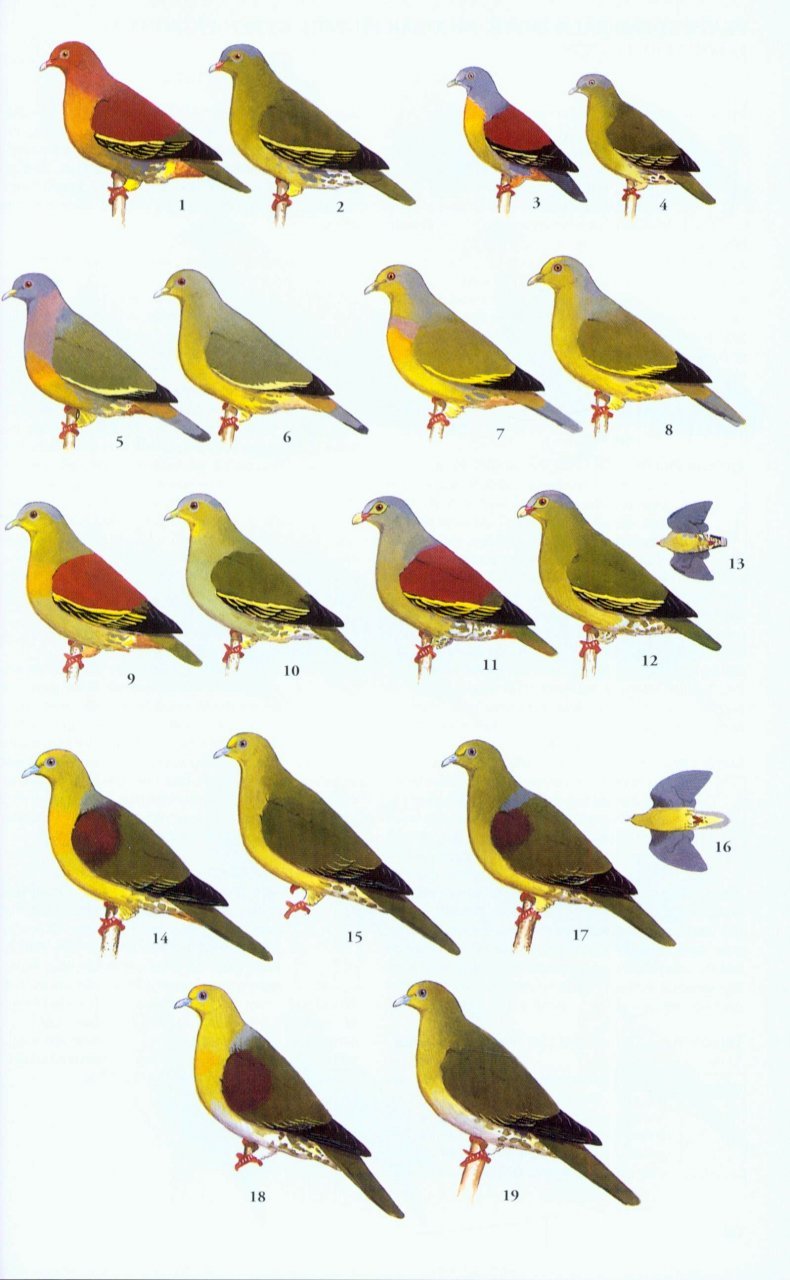 a field guide to the birds of thailand