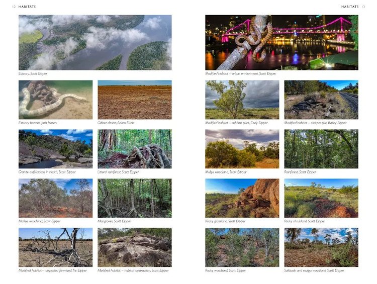 a field guide to the snakes of australia
