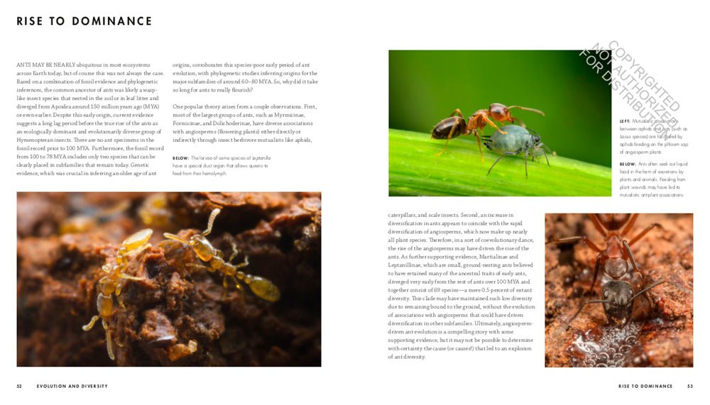 ants. a visual guide