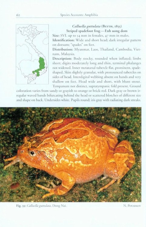 a photographic field guide to the amphibians and reptiles of the lowland monsoon forests of southern vietnam