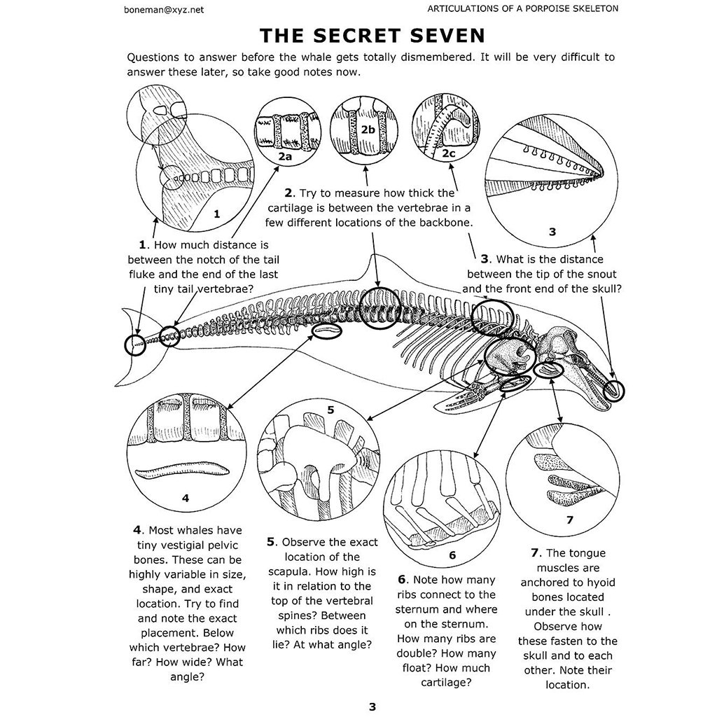 arcticulations of a porpoise skeleton, vol.1