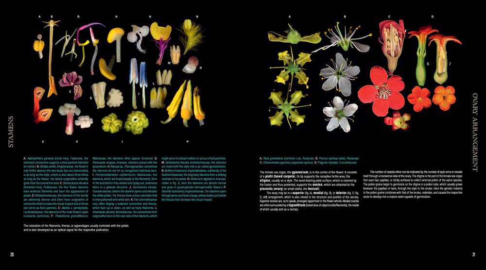 atlas of flowering plants