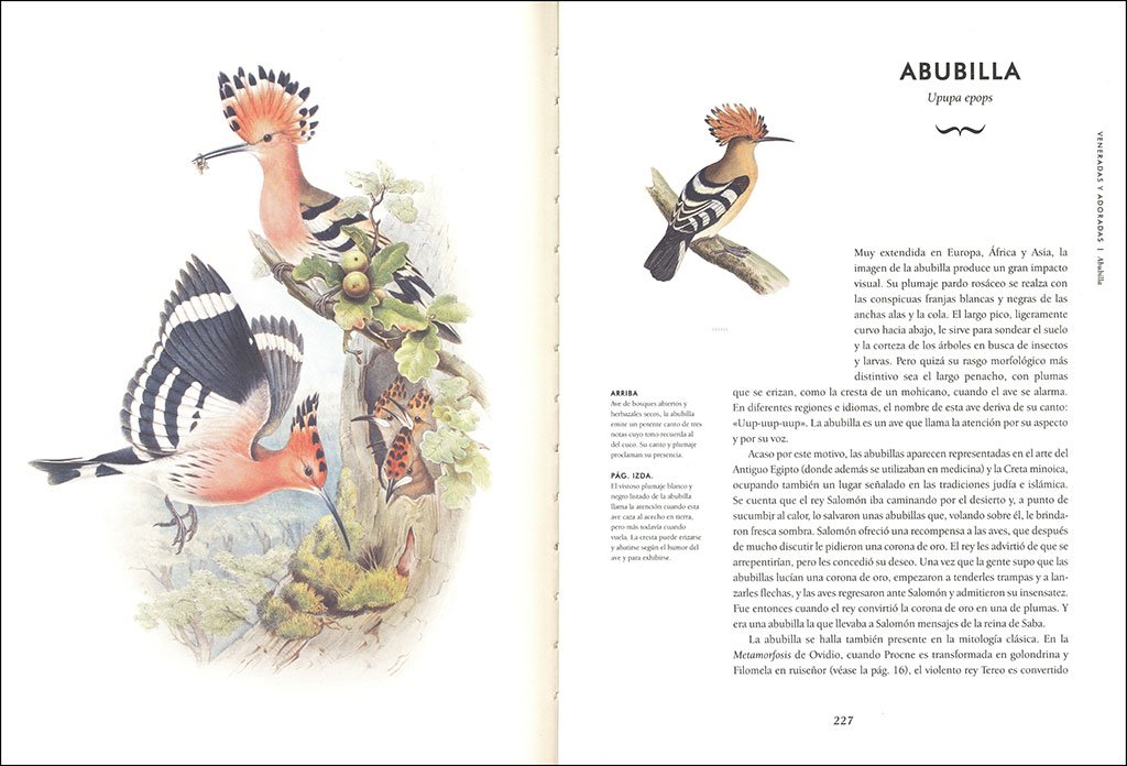 aves extraordinarias