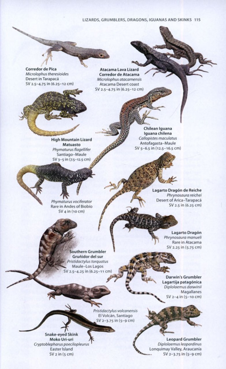 a wildlife guide to chile