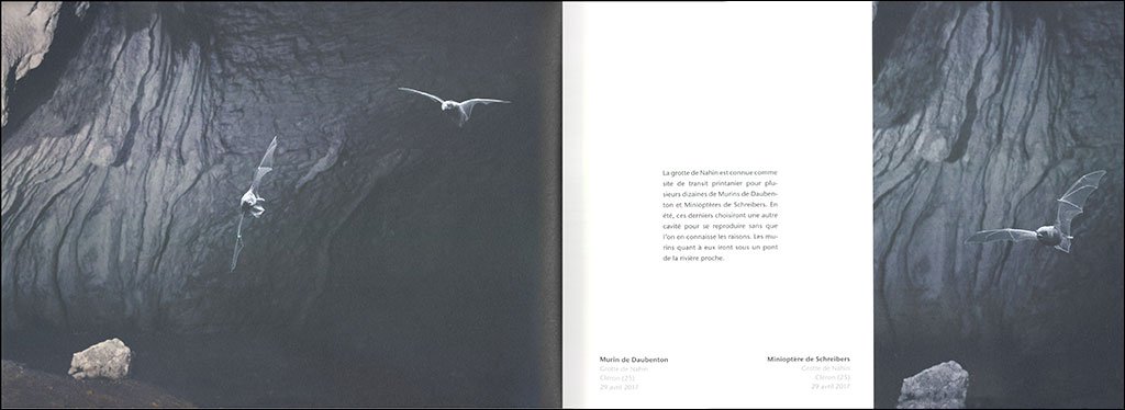 ballet nocturne. un regard sur les chauves- souris de l'arc jurassien