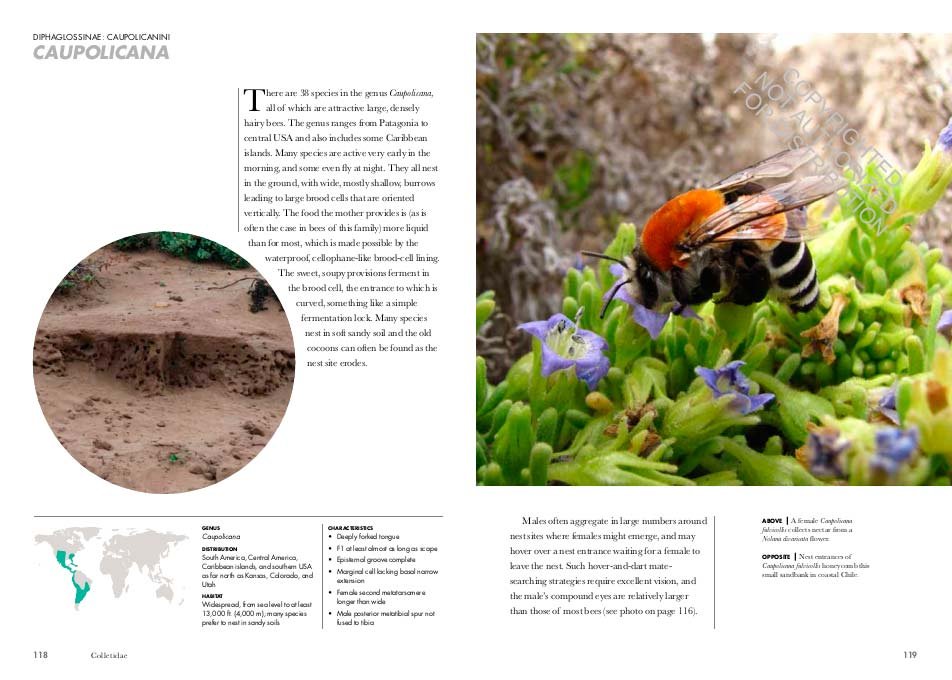 bees of the world. a guide to every family