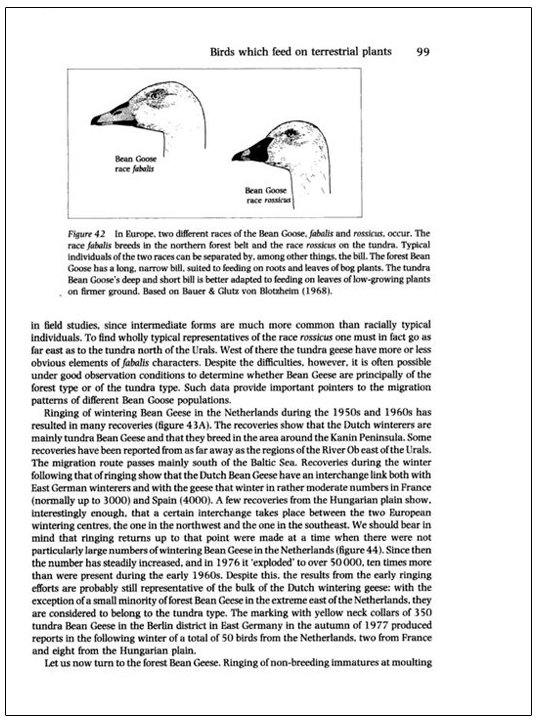bird migration