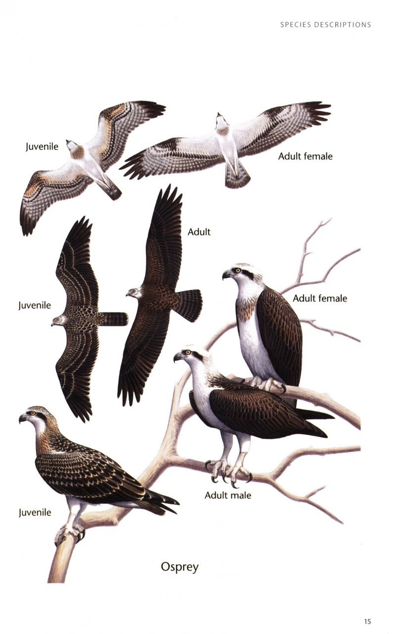 birds of prey of australia: a field guide