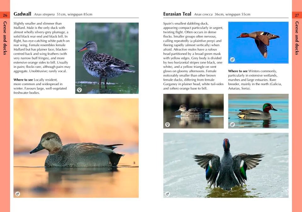 birds of spain