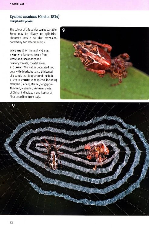 borneo spiders. a photographic field guide