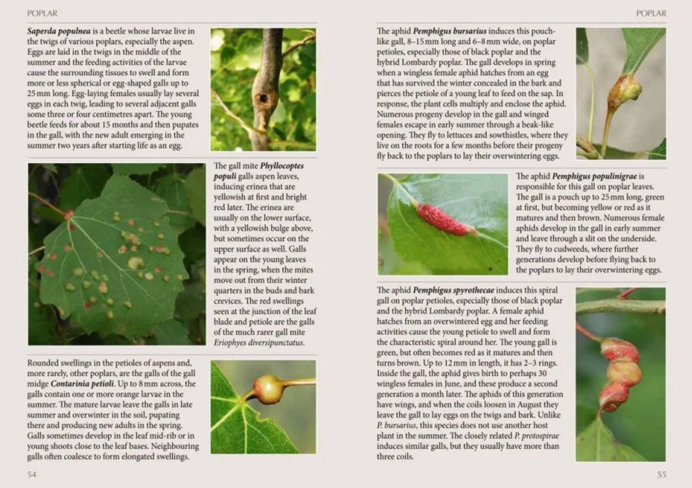 britain's plant galls. a photographic guide