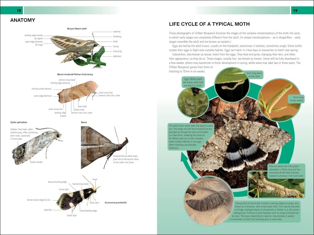 british & irish moths. a photographic guide