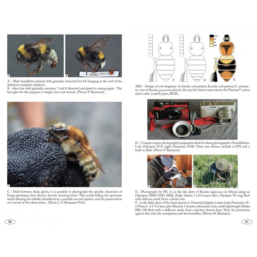 bumblebees of europe and neighbouring regions - hymenoptera of europe 3