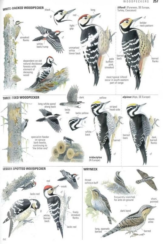 collins bird guide. the most complete guide to the birds of britain and europe
