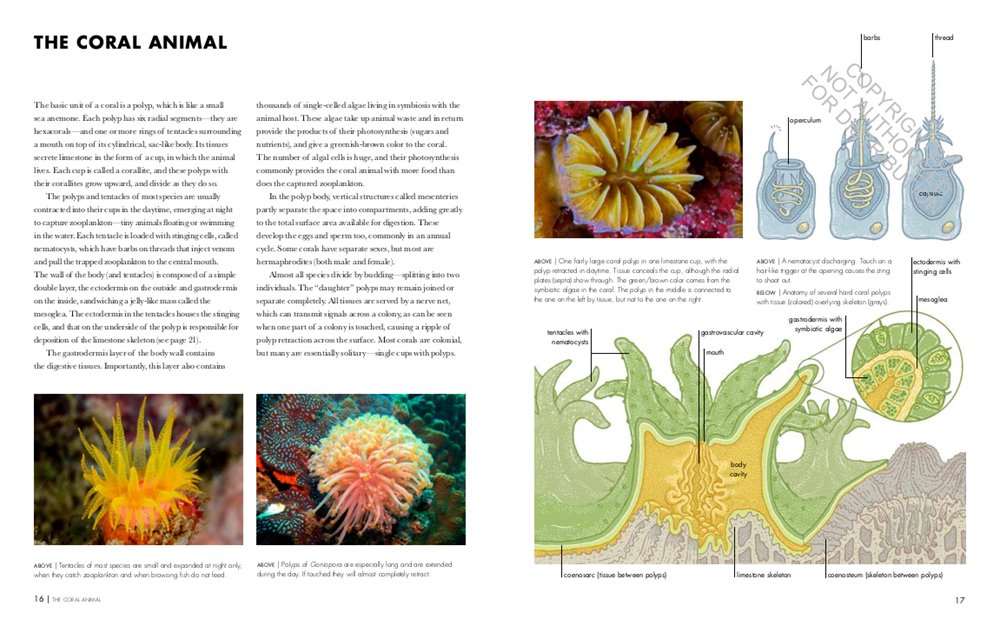 coral reefs: a natural history. an illustrated look at corals from around the world