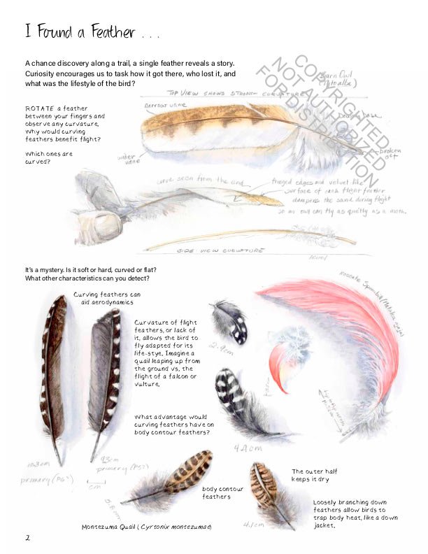 drawing nature: the creative process of an artist, illustrator, and naturalist