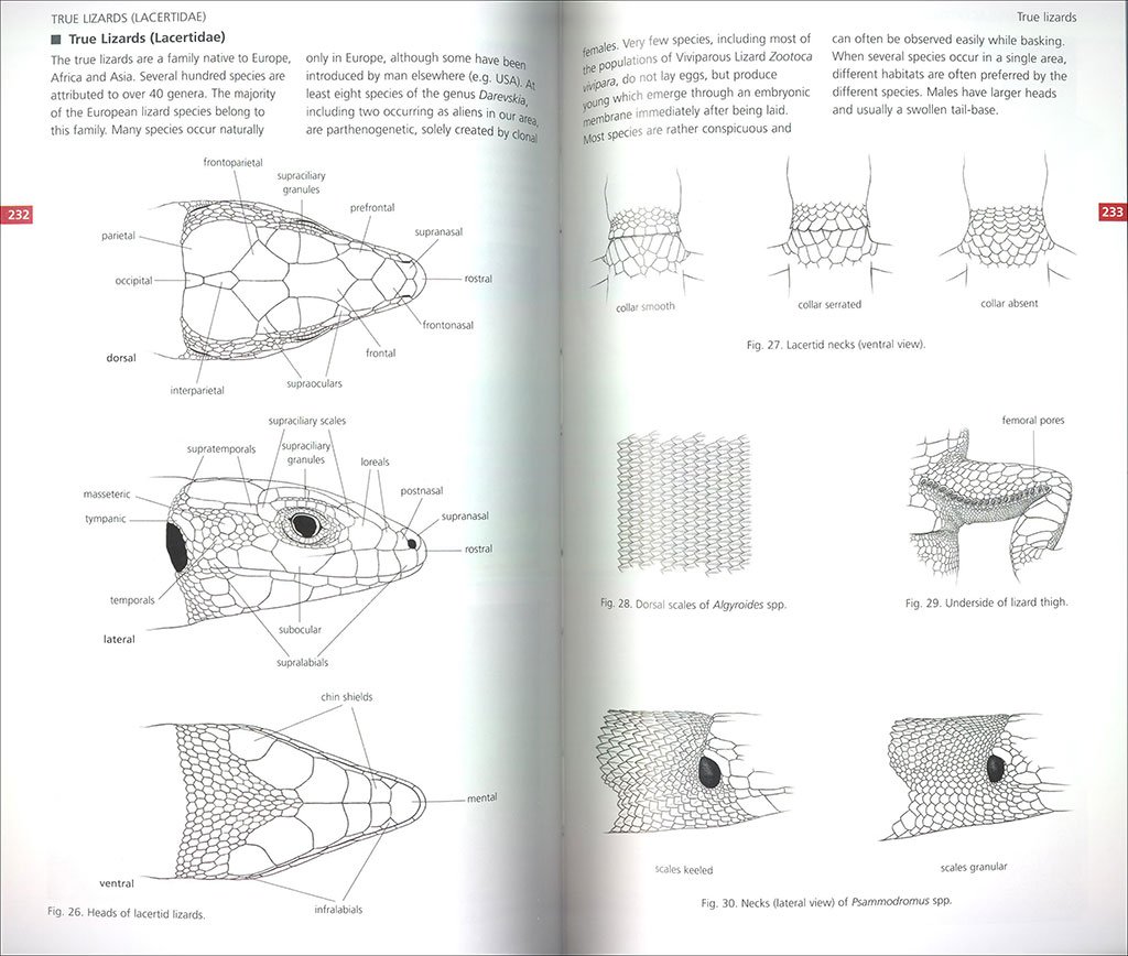 field guide to the amphibians & reptiles of britain and europe