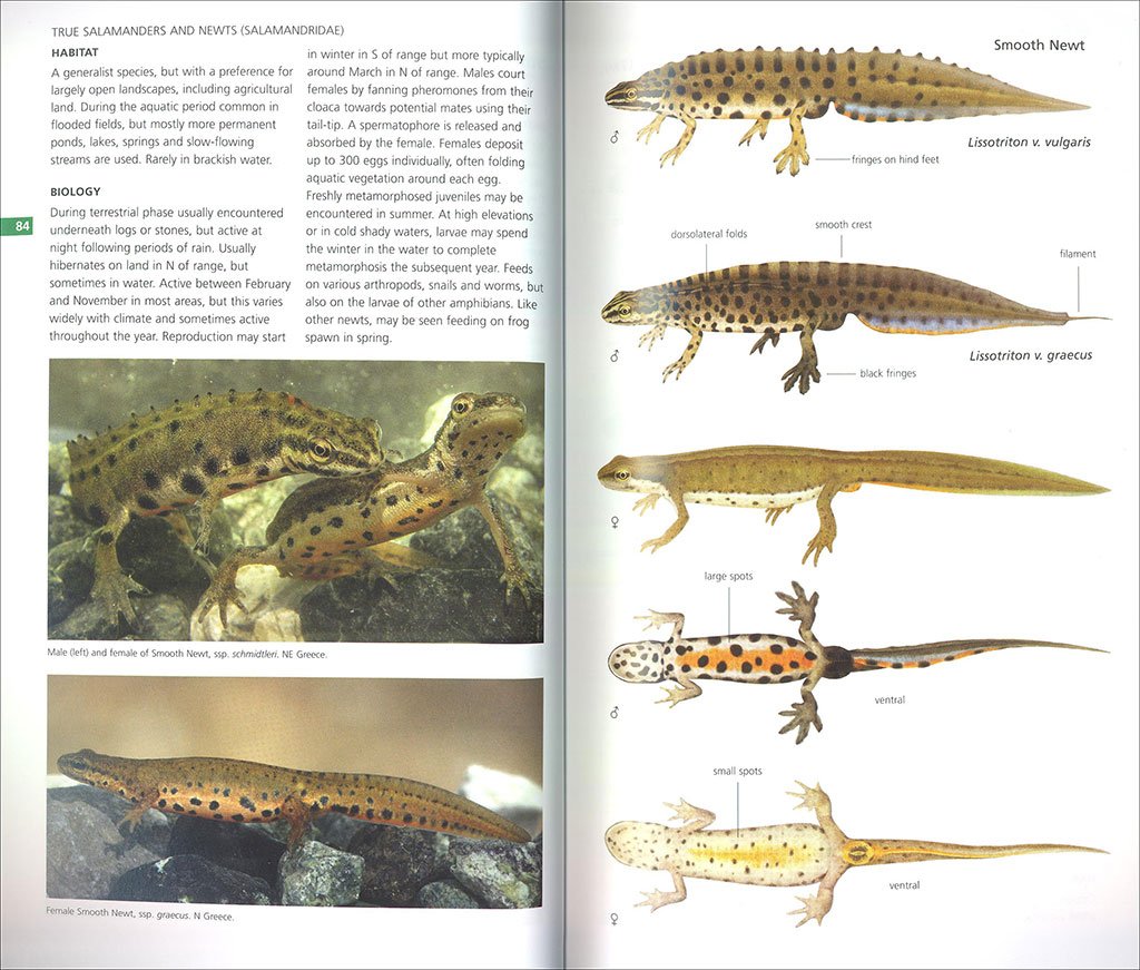 field guide to the amphibians & reptiles of britain and europe