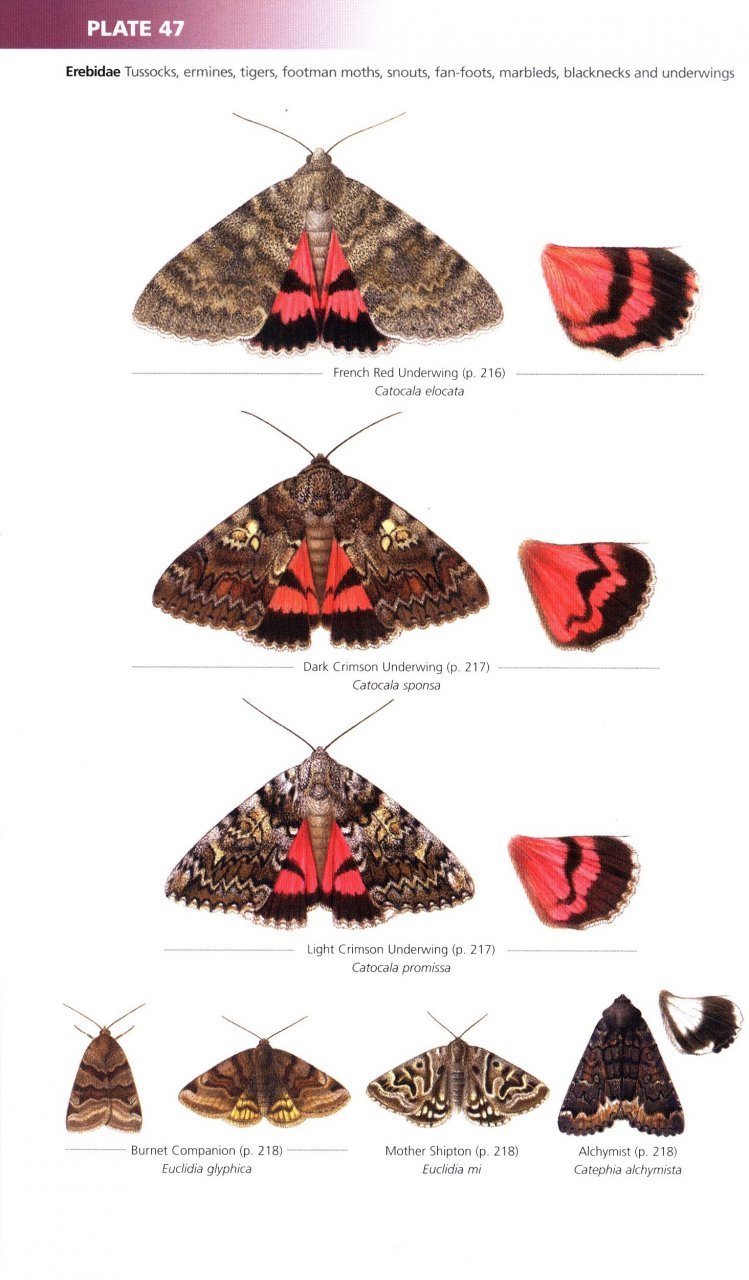 field guide to the moths of great britain and ireland