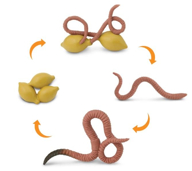 figuras ciclo de la vida - lombriz