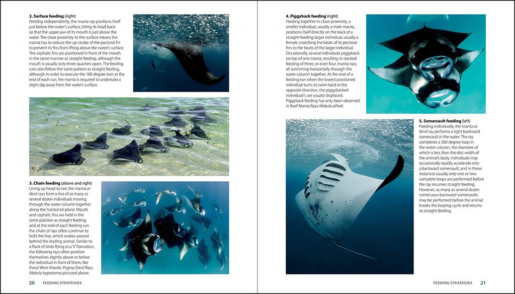 guide to the manta & devil rays of the world