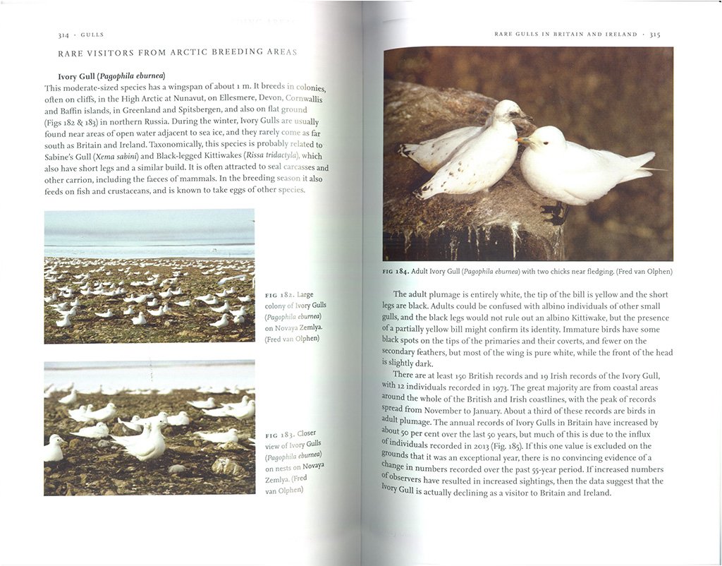 gulls. the new naturalist library