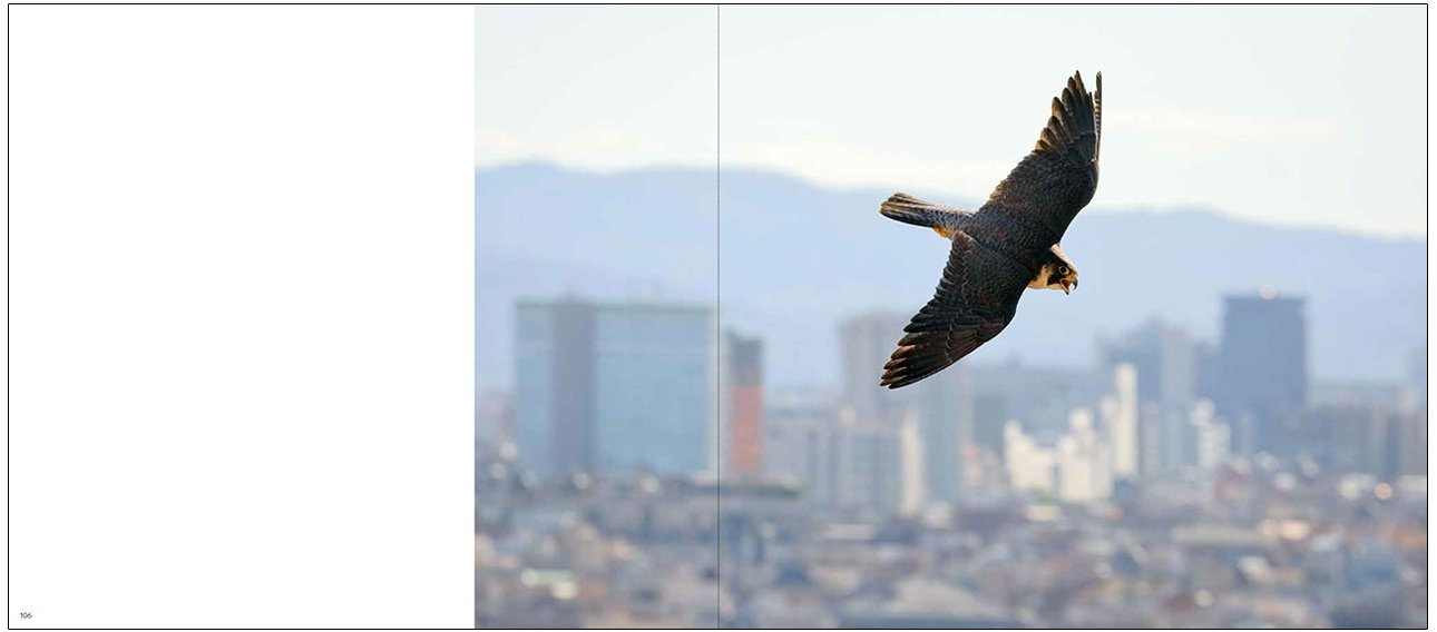 halcones de barcelona / barcelona falcons