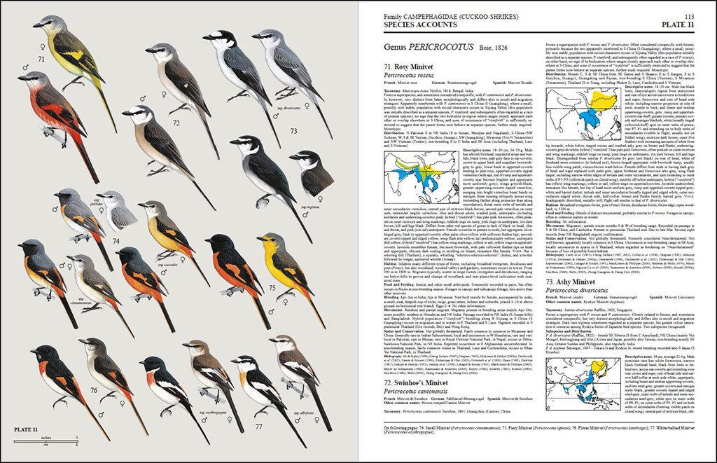 handbook of the birds of the world, vol. 10. cuckoo-shrikes to thrushes