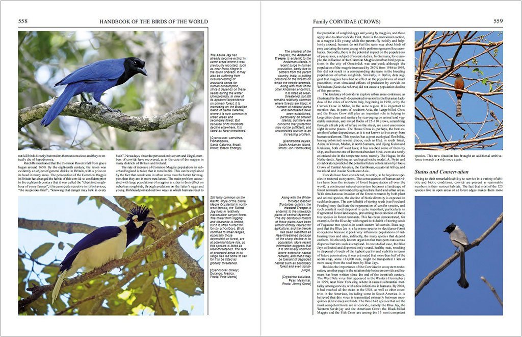 handbook of the birds of the world, vol. 14. bush-shrikes to old world sparrows