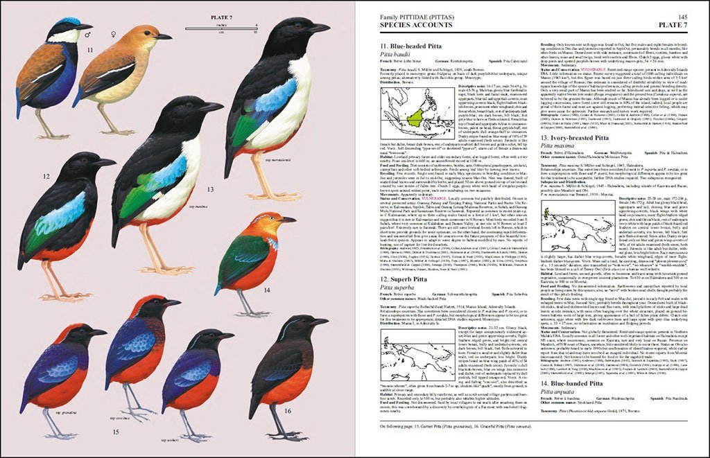 handbook of the birds of the world, vol. 8. broadbills to tapaculos