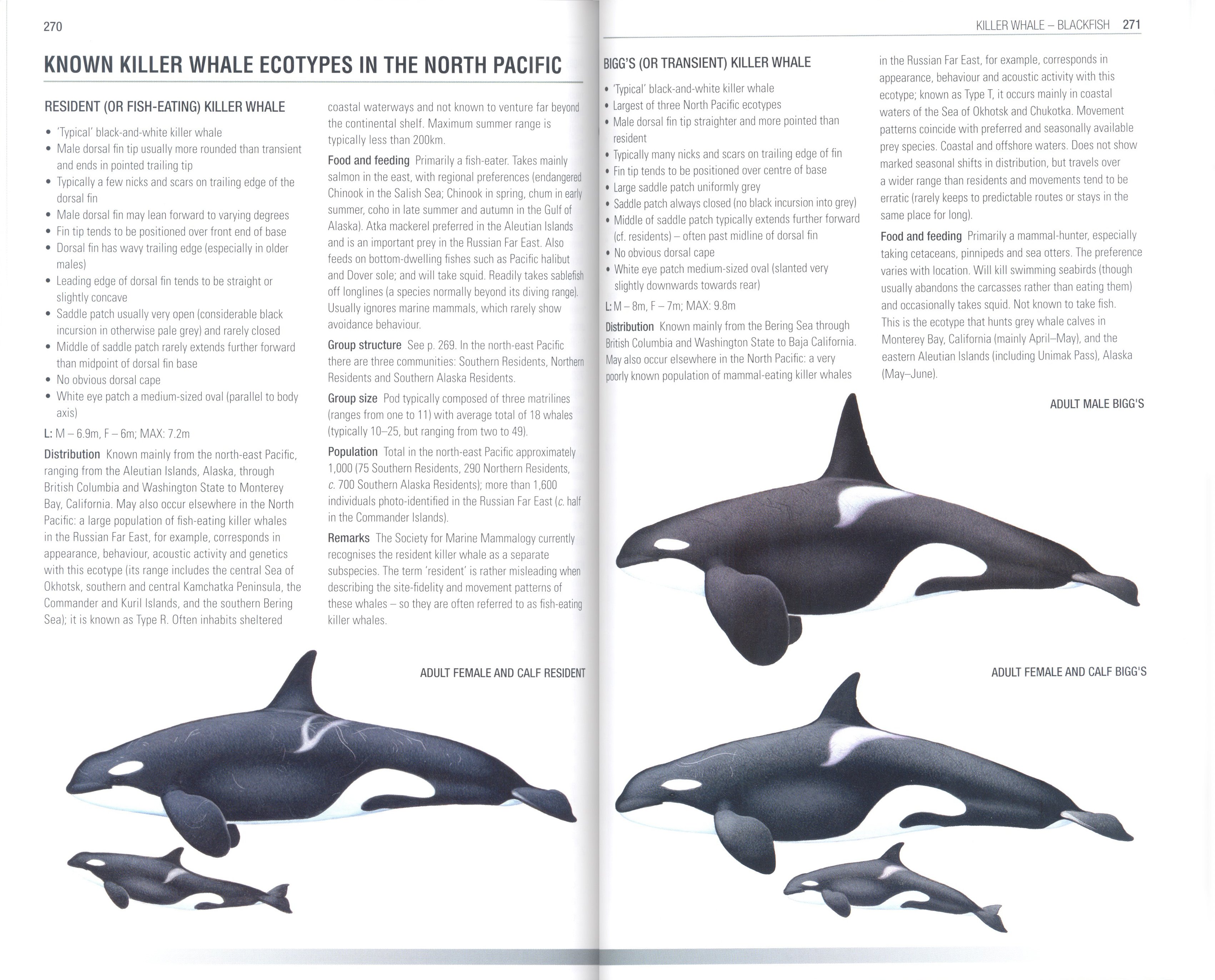 handbook of whales, dolphins and porpoises