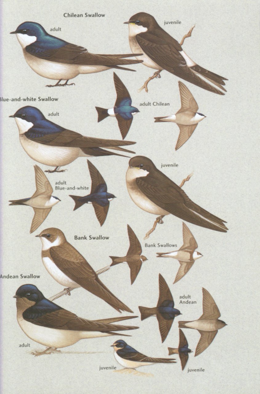 helm field guides. birds of chile including the antarctic peninsula, the falkland islands and south georgia