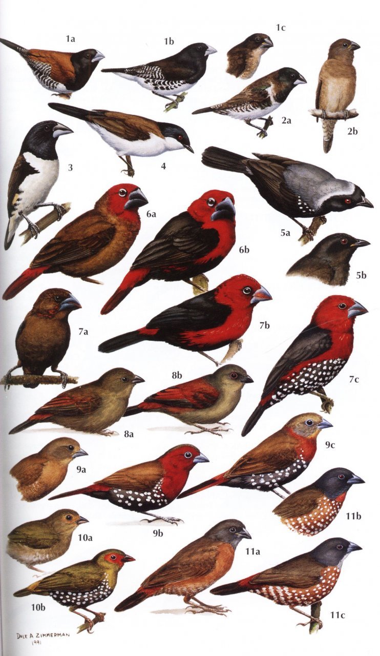 helm field guides. birds of kenya and northern tanzania