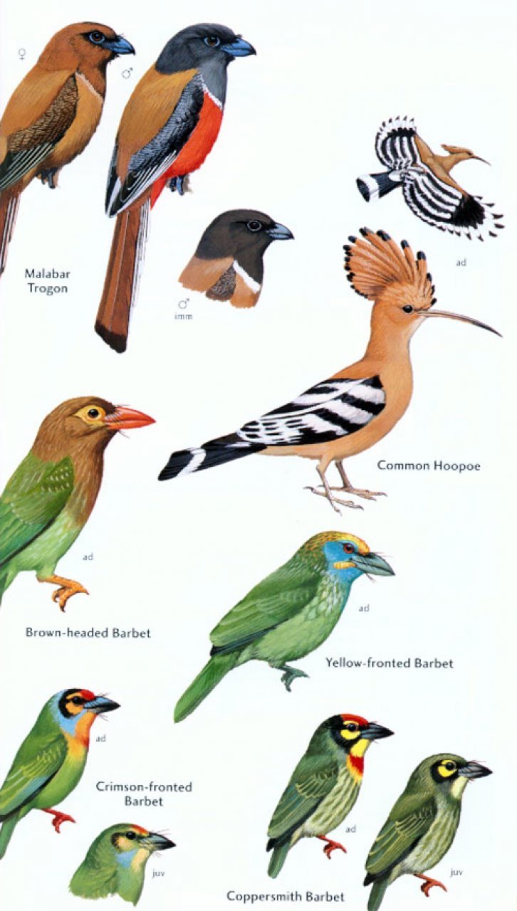 helm field guides. birds of sri lanka