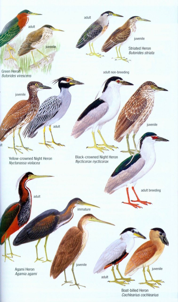 helm field guides. birds of venezuela