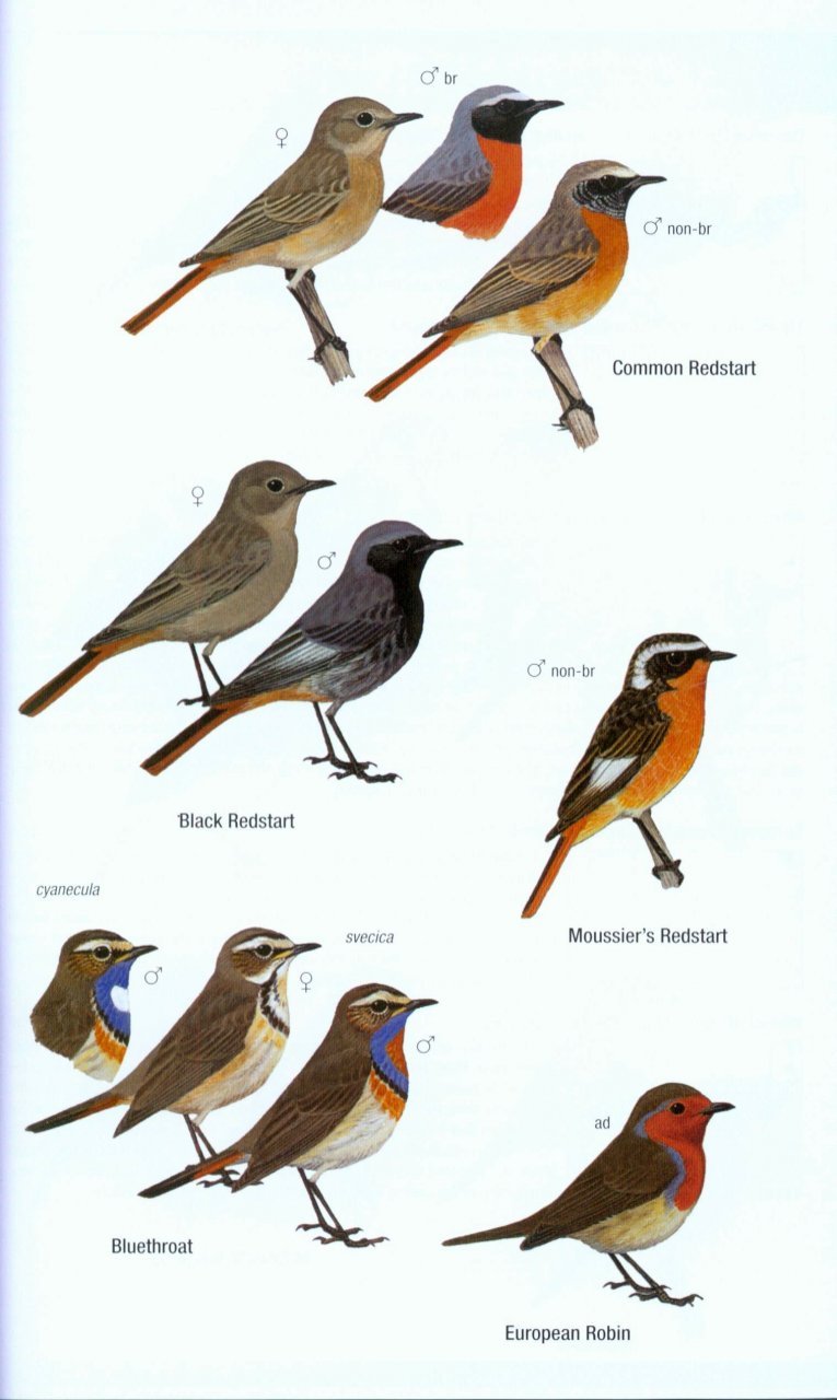 helm field guides. birds of western africa. 2nd ed.