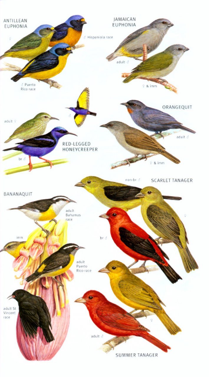 helm field guides to the birds of the west indies