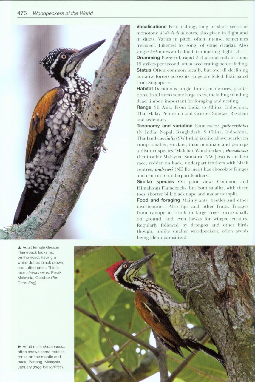 helm photographic guides. woodpeckers of the world