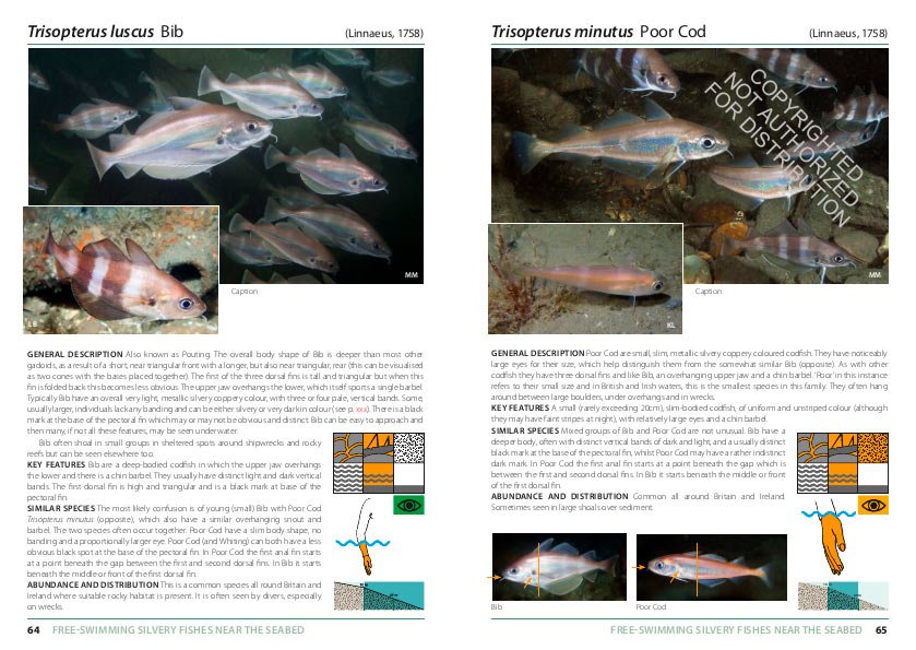 inshore fishes of britain and ireland