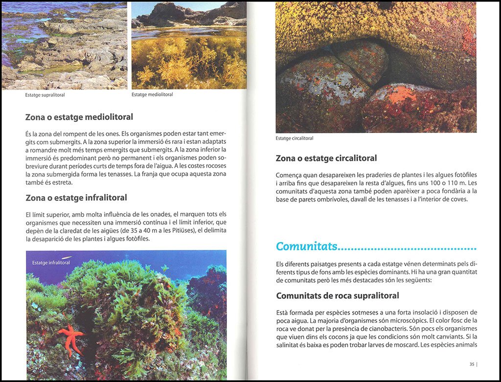 la biodiversitat marina d'eivissa