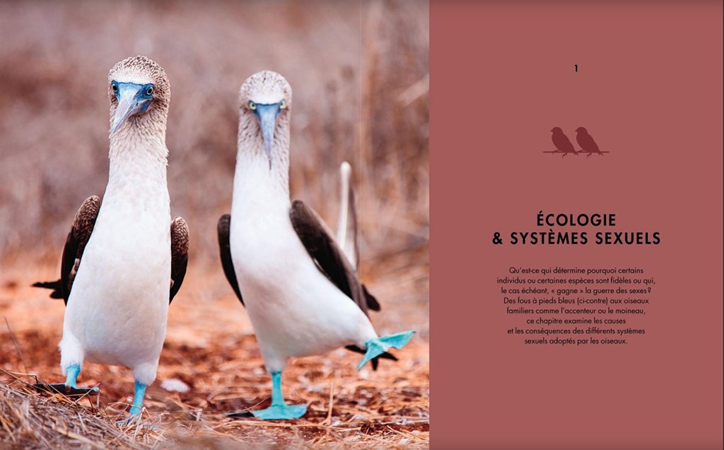 la vie amoureuse des oiseaux - etonnantes strategies de reproduction