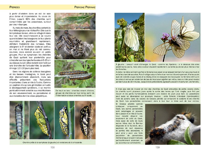 la vie des papillons. ecologie, biologie et comportement des rhopaloceres de france