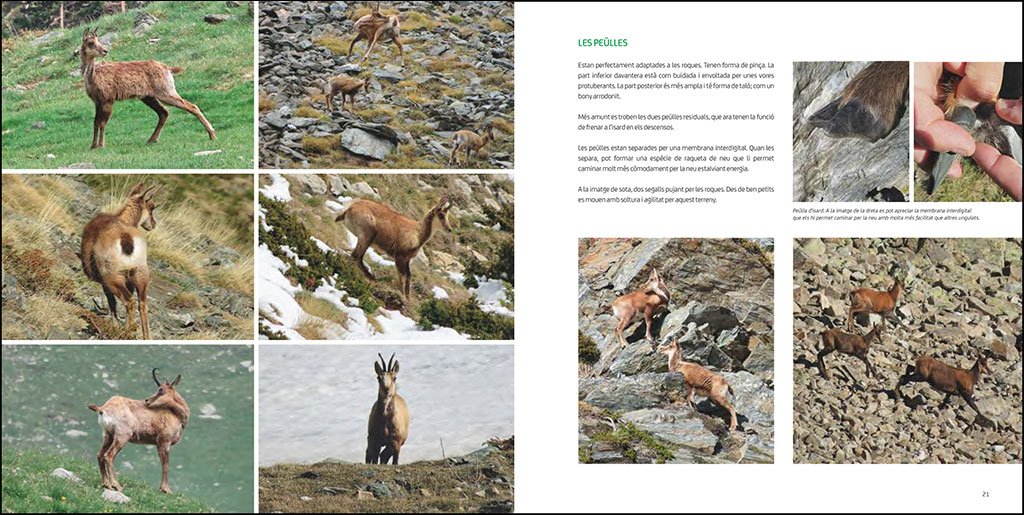l'isard. el vigilant dels cims