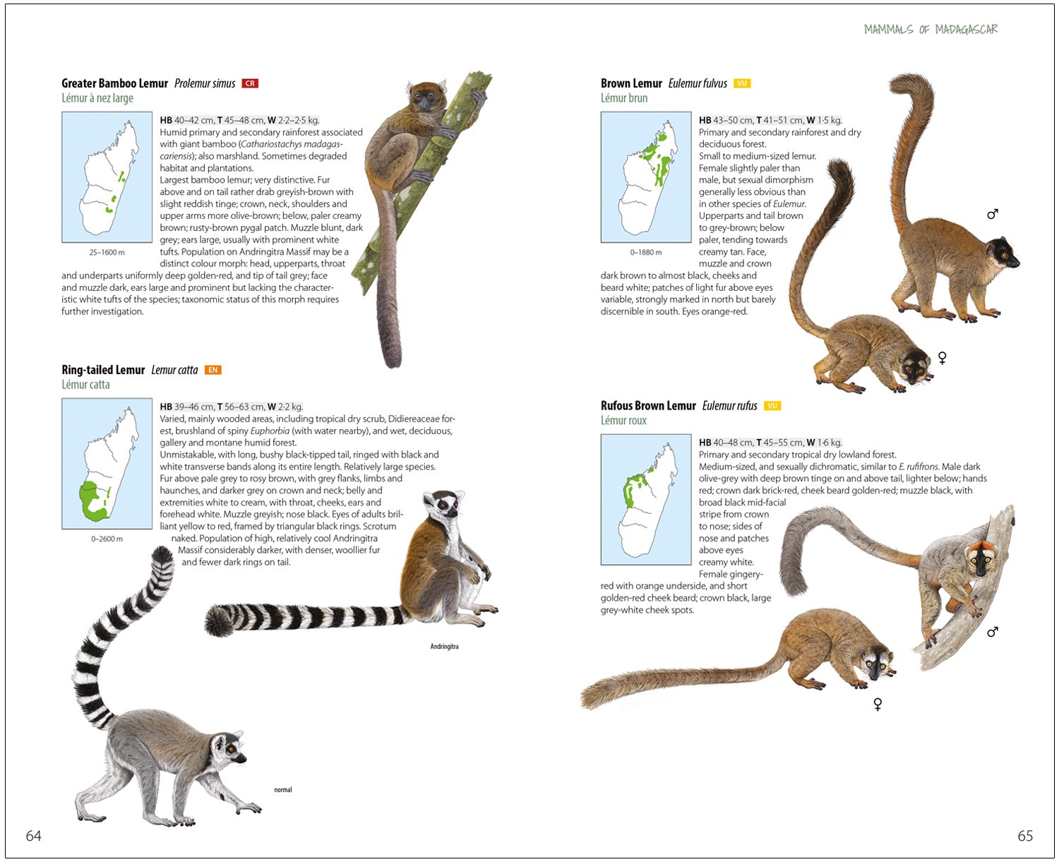 mammals of madagascar