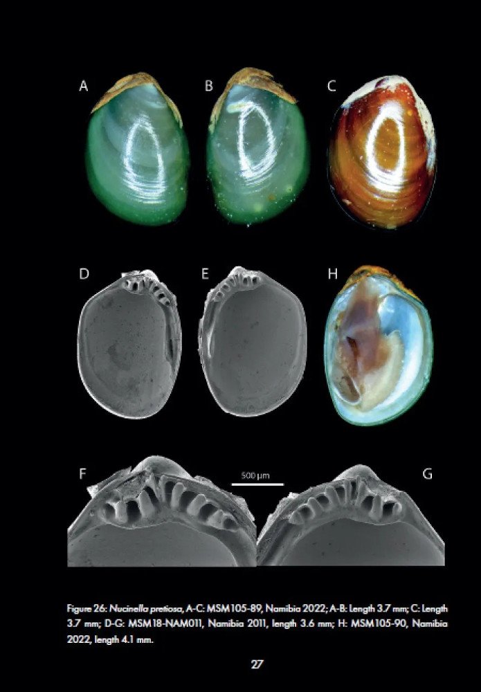 marine bivalves of namibia