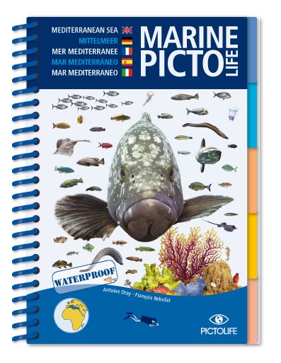 marine pictolife. mediterranean sea