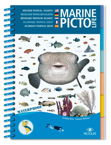 marine pictolife. western tropical atlantic