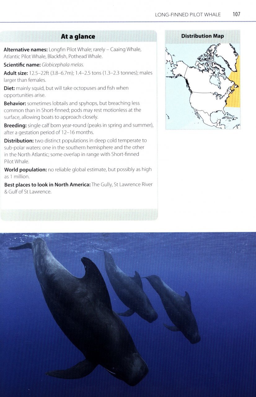 mark carwardine's guide to whale watching in north america